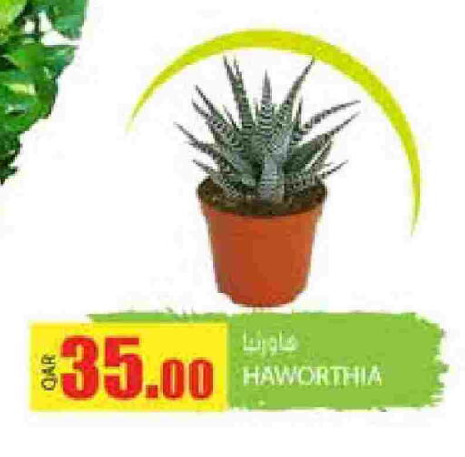 available at Grand Hypermarket in Qatar - Doha
