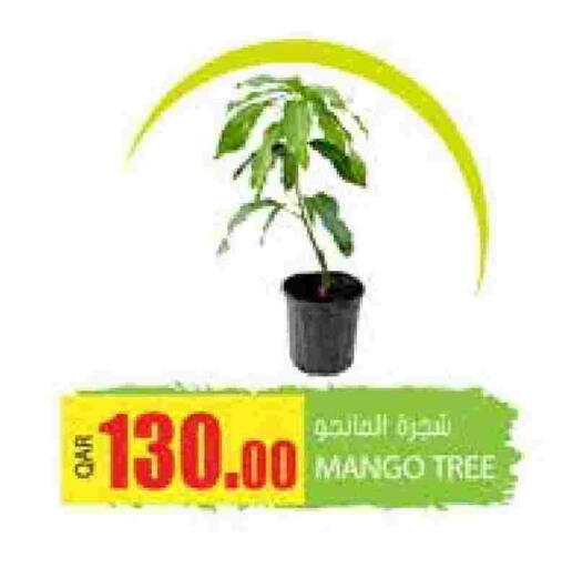 Mango available at Grand Hypermarket in Qatar - Al-Shahaniya