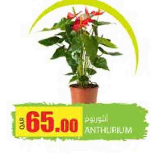 available at Grand Hypermarket in Qatar - Doha