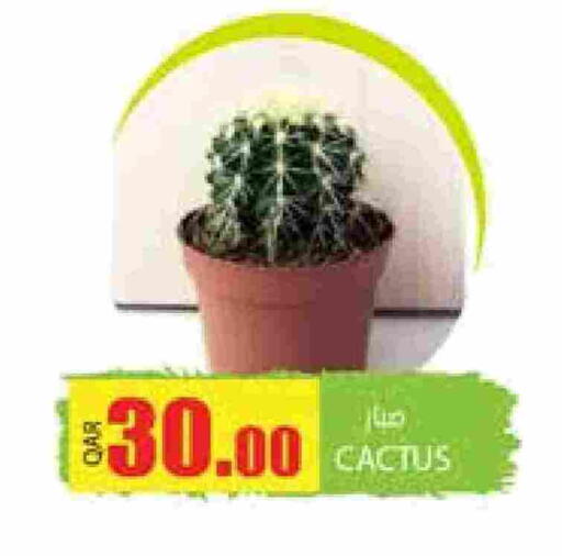 available at Grand Hypermarket in Qatar - Doha
