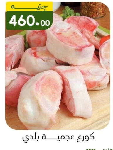 available at خان الحسين in Egypt - القاهرة