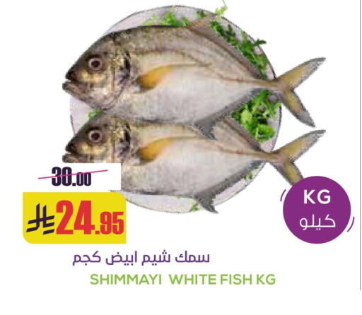 available at سبت in مملكة العربية السعودية, السعودية, سعودية - بريدة