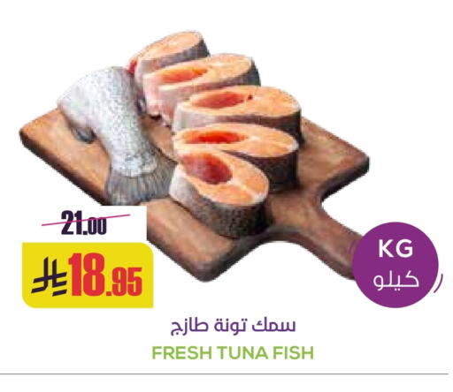 تونة available at سبت in مملكة العربية السعودية, السعودية, سعودية - بريدة
