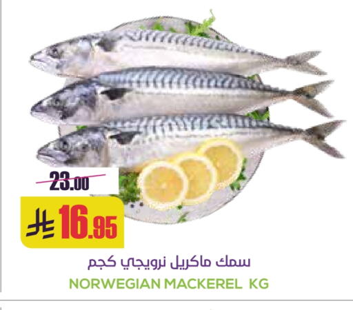 available at سبت in مملكة العربية السعودية, السعودية, سعودية - بريدة