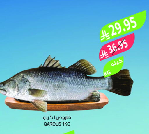 available at Farm  in KSA, Saudi Arabia, Saudi - Tabuk