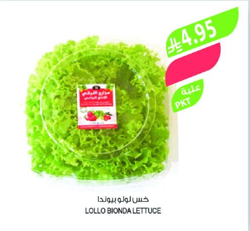Lettuce available at Farm  in KSA, Saudi Arabia, Saudi - Sakaka