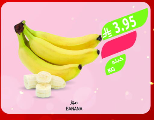 Banana available at Farm  in KSA, Saudi Arabia, Saudi - Jeddah