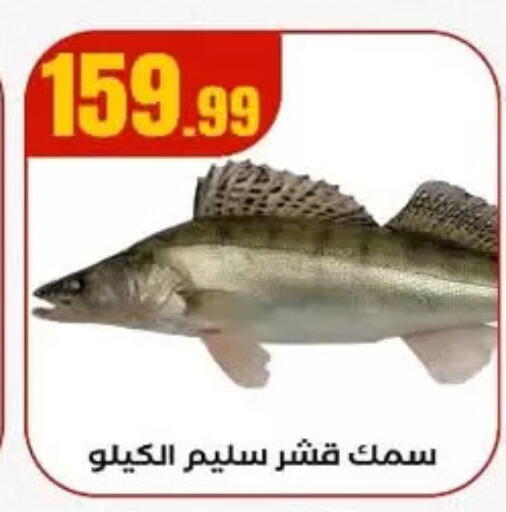 available at El Mahlawy Stores in Egypt - Cairo