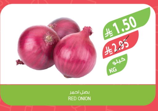 Onion available at Farm  in KSA, Saudi Arabia, Saudi - Tabuk