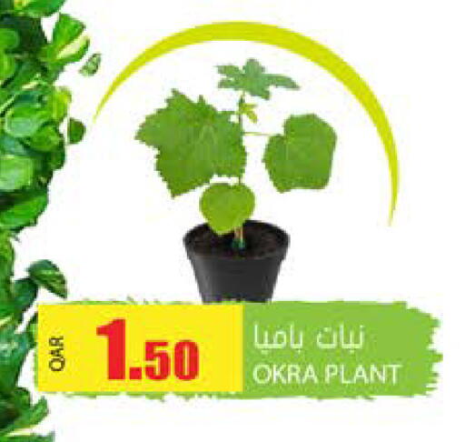 Okra available at Grand Hypermarket in Qatar - Al-Shahaniya