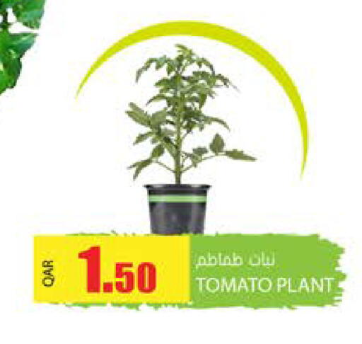 طماطم available at جراند هايبرماركت in قطر - الدوحة