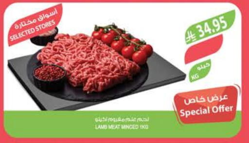 Mutton / Lamb available at Farm  in KSA, Saudi Arabia, Saudi - Tabuk