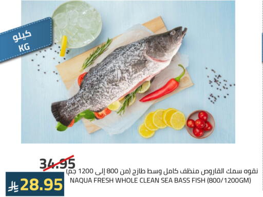 available at Astra Markets in KSA, Saudi Arabia, Saudi - Tabuk