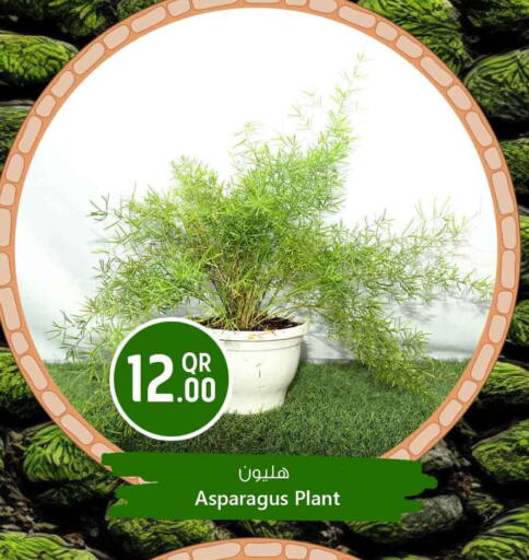 Asparagus available at Safari Hypermarket in Qatar - Al Shamal