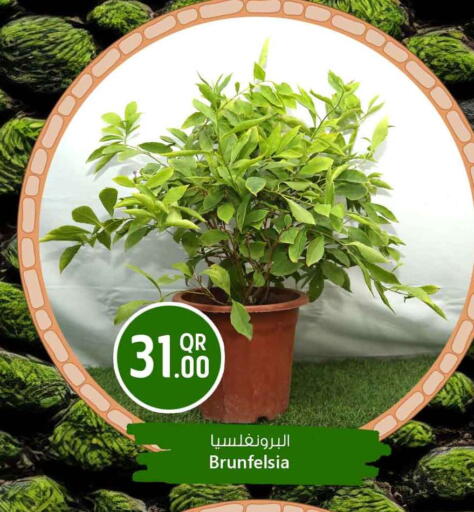 available at Safari Hypermarket in Qatar - Al Shamal