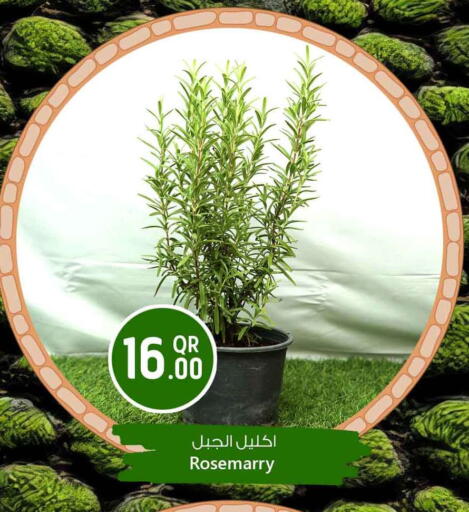 available at Safari Hypermarket in Qatar - Al Shamal