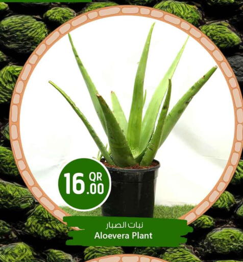 available at Safari Hypermarket in Qatar - Al Shamal