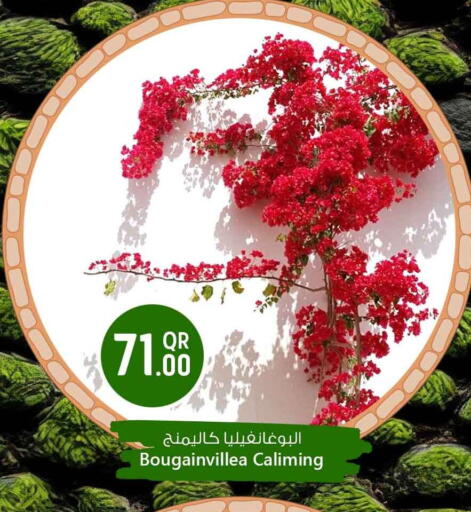 available at Safari Hypermarket in Qatar - Al Shamal