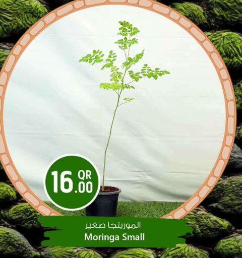 available at Safari Hypermarket in Qatar - Al Shamal