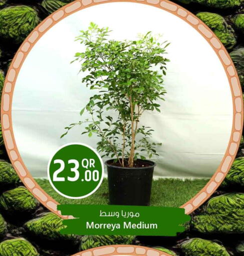 available at Safari Hypermarket in Qatar - Al Shamal