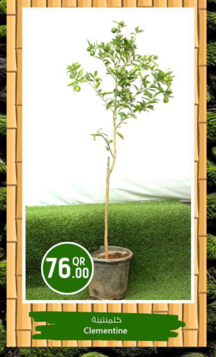 available at Safari Hypermarket in Qatar - Al Shamal