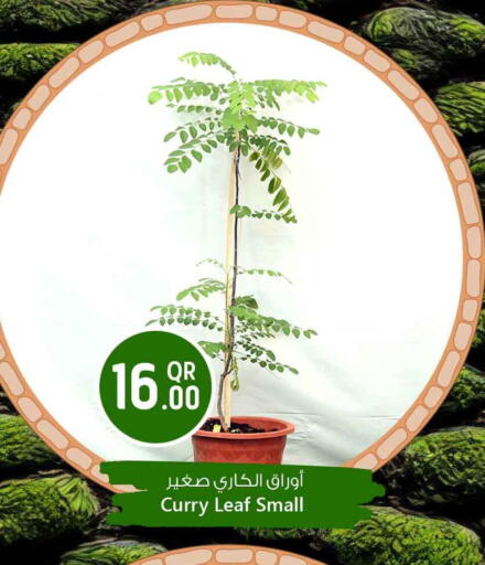 Curry Leaf available at Safari Hypermarket in Qatar - Doha