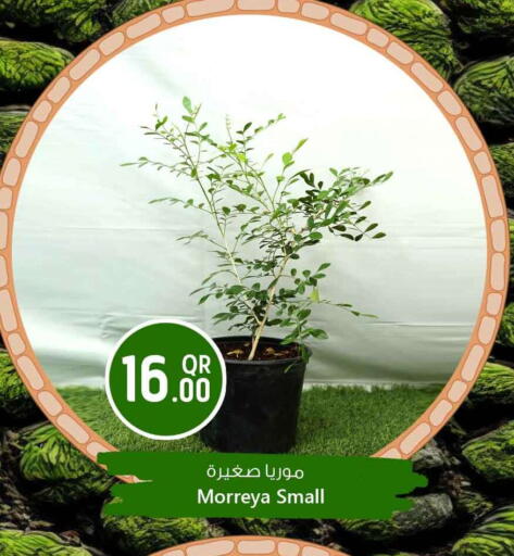 available at Safari Hypermarket in Qatar - Al Shamal