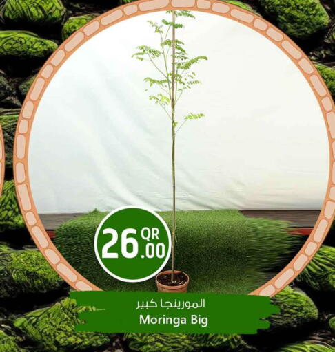 available at Safari Hypermarket in Qatar - Al Shamal