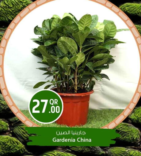 available at Safari Hypermarket in Qatar - Al Shamal