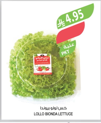 Lettuce available at Farm  in KSA, Saudi Arabia, Saudi - Sakaka