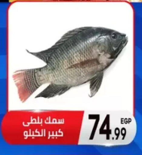 available at أولاد المحاوى in Egypt - القاهرة
