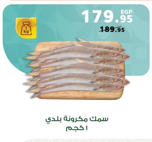 available at بنده in Egypt - القاهرة