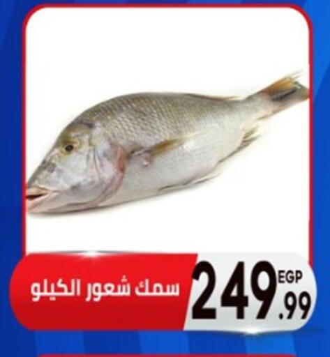 available at أولاد المحاوى in Egypt - القاهرة