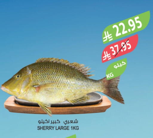 available at المزرعة in مملكة العربية السعودية, السعودية, سعودية - تبوك