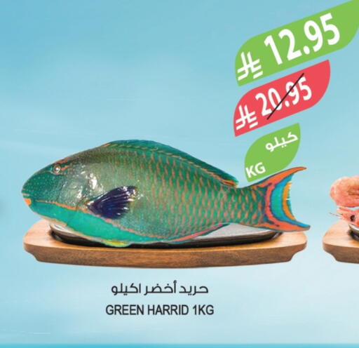 available at المزرعة in مملكة العربية السعودية, السعودية, سعودية - تبوك