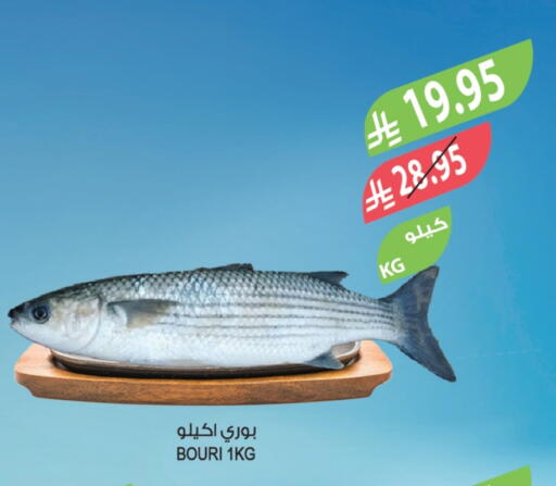 available at المزرعة in مملكة العربية السعودية, السعودية, سعودية - تبوك