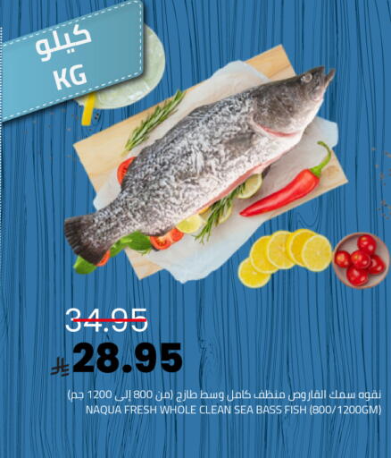 available at أسواق أسترا in مملكة العربية السعودية, السعودية, سعودية - تبوك