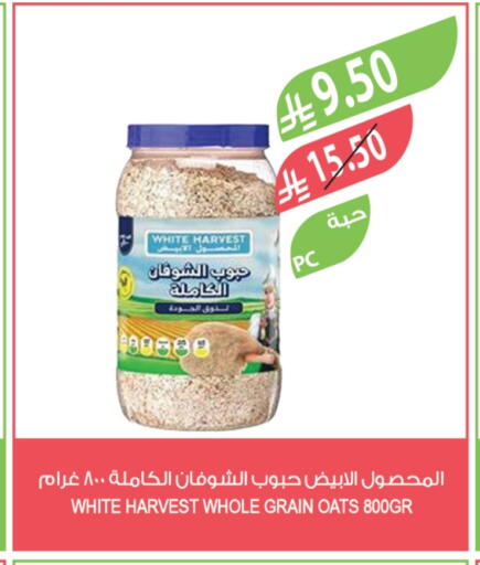Oats available at Farm  in KSA, Saudi Arabia, Saudi - Tabuk