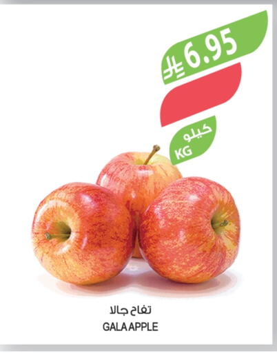 Apples available at Farm  in KSA, Saudi Arabia, Saudi - Sakaka