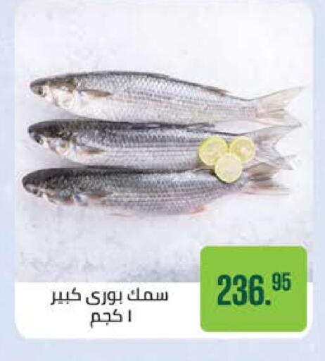 available at Seoudi Supermarket in Egypt - Cairo