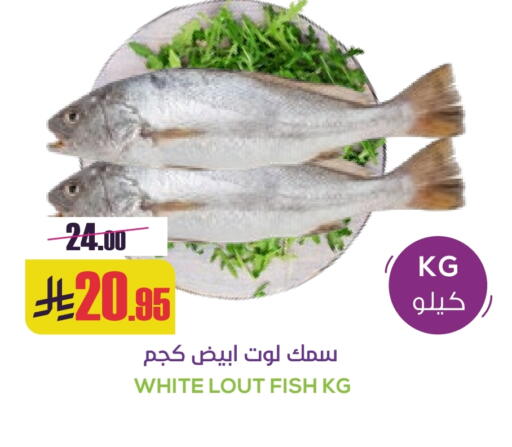 available at سبت in مملكة العربية السعودية, السعودية, سعودية - بريدة