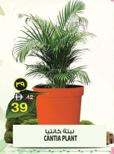 available at سفاري هايبرماركت in الإمارات العربية المتحدة , الامارات - دبي