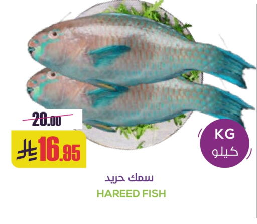 available at سبت in مملكة العربية السعودية, السعودية, سعودية - بريدة