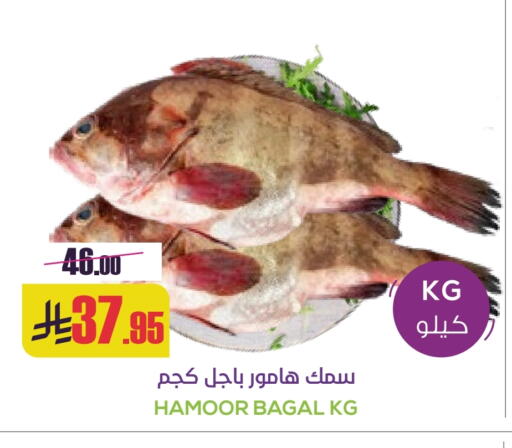 available at سبت in مملكة العربية السعودية, السعودية, سعودية - بريدة