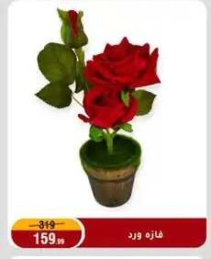 available at المرشدي in Egypt - القاهرة