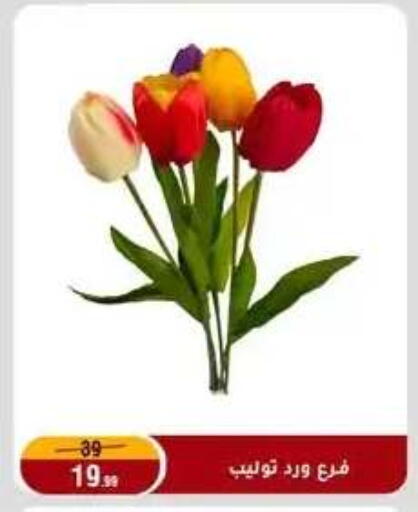 available at المرشدي in Egypt - القاهرة