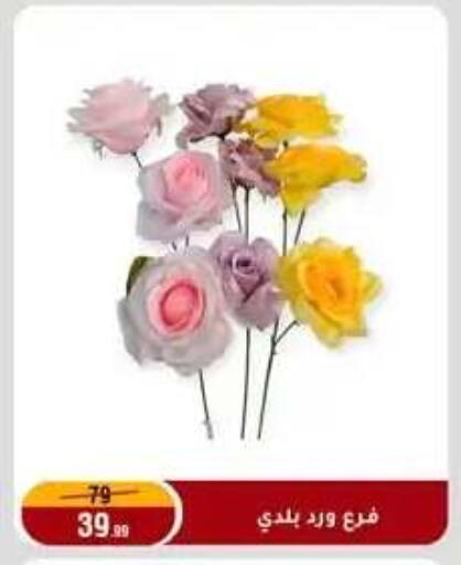 available at المرشدي in Egypt - القاهرة