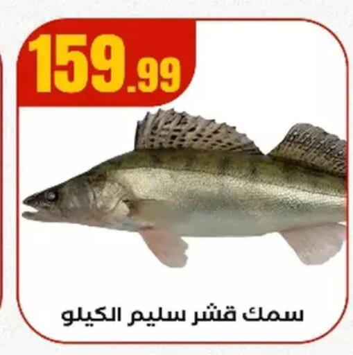 available at مارت فيل in Egypt - القاهرة