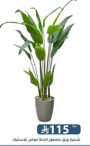 available at Family Discount in KSA, Saudi Arabia, Saudi - Riyadh