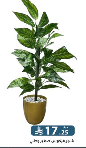 available at Family Discount in KSA, Saudi Arabia, Saudi - Riyadh